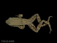 藏品(拉都希氏蛙)的圖片